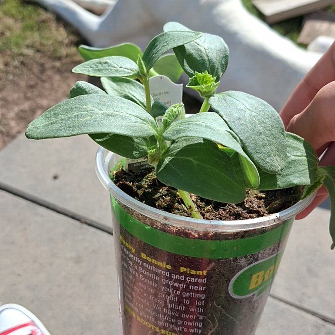 Photo of the plant species Cucumber by @BusyWaxvine97 named Connie on Greg, the plant care app