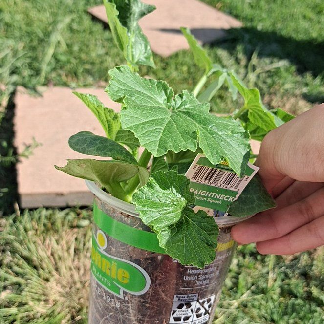 Photo of the plant species Heirloom Squash 'Straightneck' by @BusyWaxvine97 named Sally on Greg, the plant care app