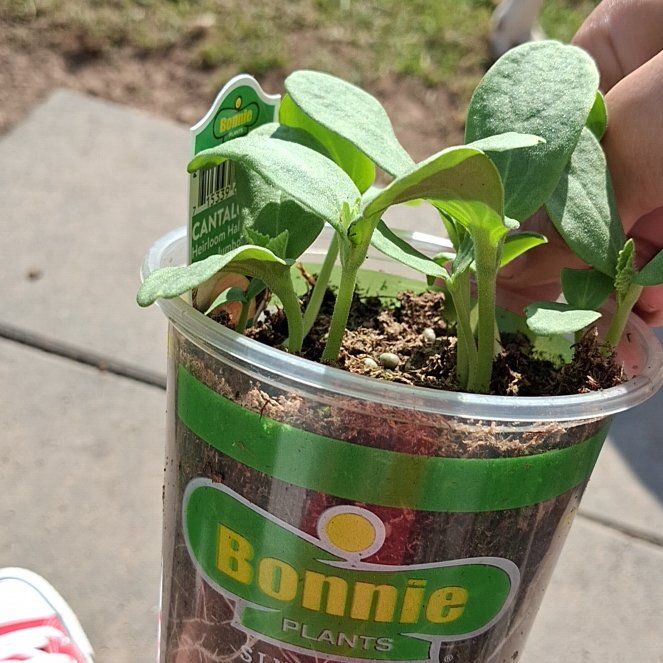 Photo of the plant species Rockmelon by @BusyWaxvine97 named Cora on Greg, the plant care app
