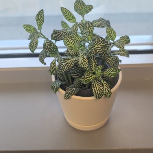 Photo of the plant species Mini White Fittonia by @FineBeeorchid70 named Diana on Greg, the plant care app