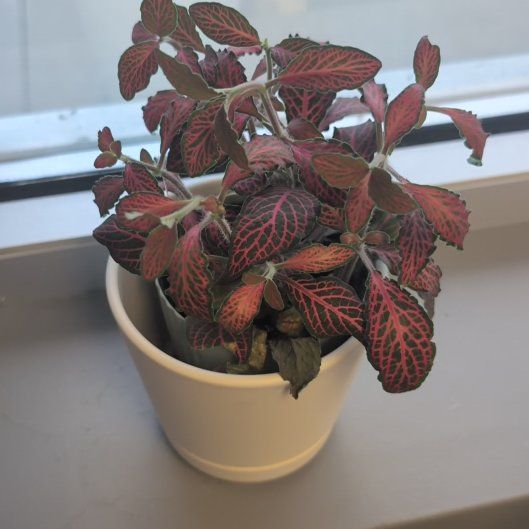 Photo of the plant species Nerve Plant by @FineBeeorchid70 named Baesil on Greg, the plant care app