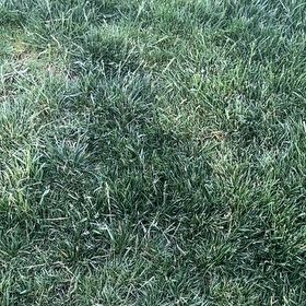Photo of the plant species Smooth Meadowgrass by @TryLiliaceae39 named da Vinci on Greg, the plant care app