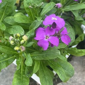 Photo of the plant species Brompton Stock by @AceFeijoa16 named Remington on Greg, the plant care app