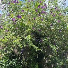 Photo of the plant species Blue Potato Bush by @GymnasticGray89 named Zion on Greg, the plant care app