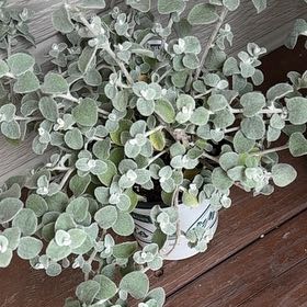 Photo of the plant species Trailing Dusty Miller by @GymnasticGray89 named Sol on Greg, the plant care app