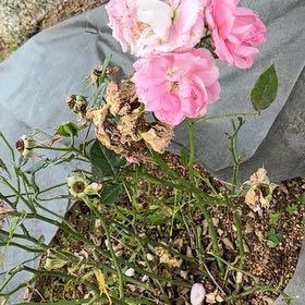 Photo of the plant species French Rose by @GymnasticGray89 named Captain Plant-it on Greg, the plant care app