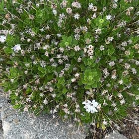Photo of the plant species Sea Campion by @GymnasticGray89 named James Dean on Greg, the plant care app