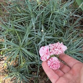 Photo of the plant species Border Carnation by @GymnasticGray89 named Pax on Greg, the plant care app
