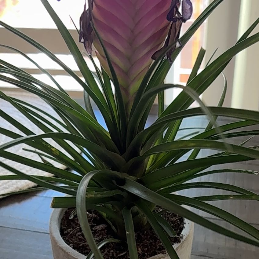 Photo of the plant species Pink Quill by @GymnasticGray89 named Dolores on Greg, the plant care app