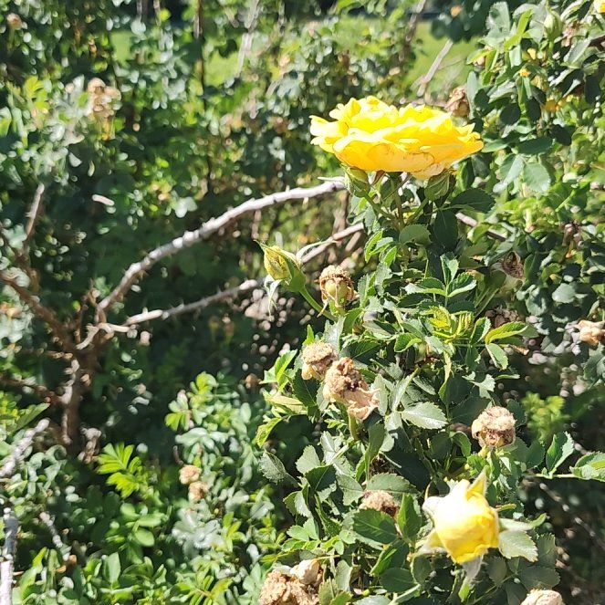 Photo of the plant species Yellow Horned Poppy by @LiteraryLychee5 named Cleopatra on Greg, the plant care app