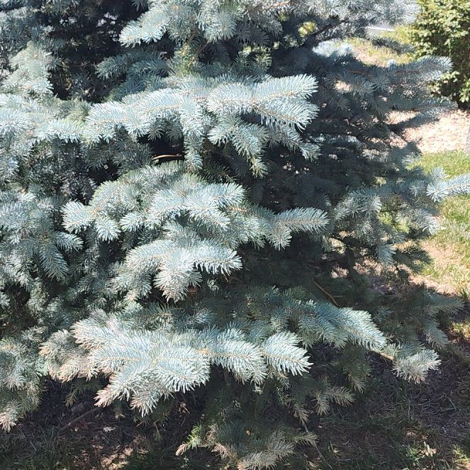 Photo of the plant species Blue Spruce by @LiteraryLychee5 named Plato on Greg, the plant care app