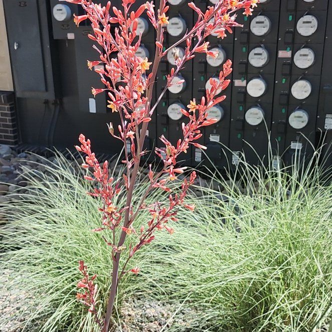 Photo of the plant species Cardinal Flower by @LiteraryLychee5 named Kendall on Greg, the plant care app