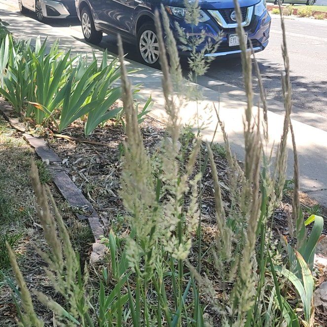Photo of the plant species Common Velvetgrass by @LiteraryLychee5 named Surya on Greg, the plant care app