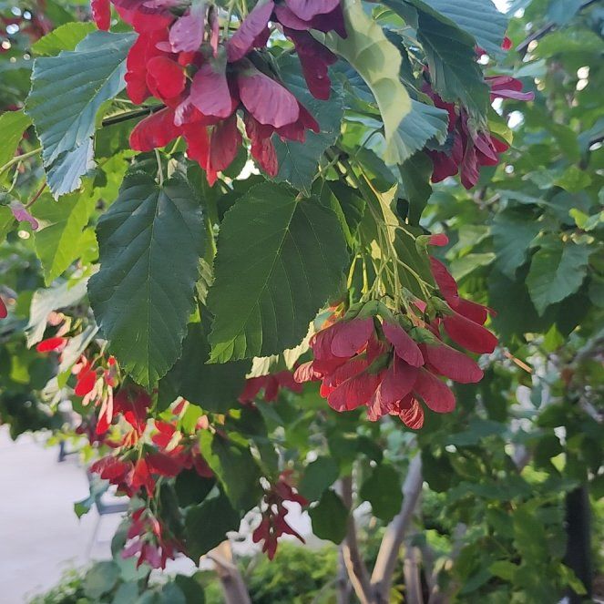 Photo of the plant species Amur Maple by @LiteraryLychee5 named Shakira on Greg, the plant care app