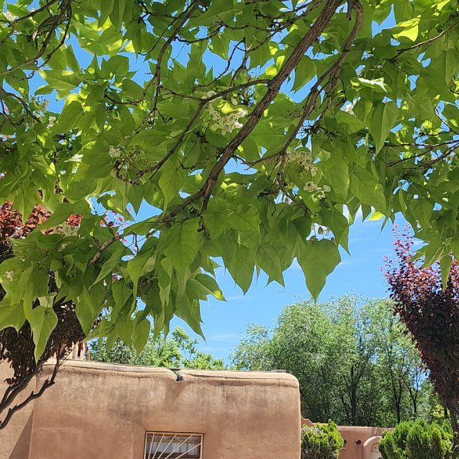 Photo of the plant species American Sweetgum by @LiteraryLychee5 named Bella on Greg, the plant care app