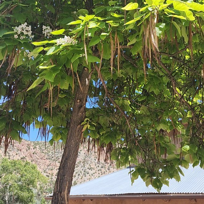 Photo of the plant species Cigar Tree by @LiteraryLychee5 named Drake on Greg, the plant care app