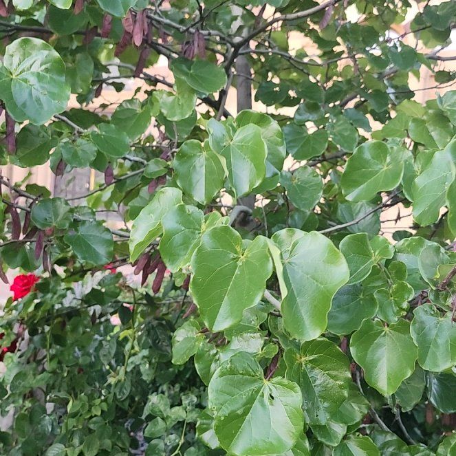 Photo of the plant species Eastern Redbud by @LiteraryLychee5 named Messi on Greg, the plant care app