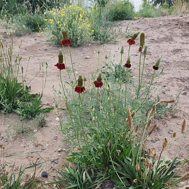 Photo of the plant species Coneflower by @LiteraryLychee5 named Bruce Lee on Greg, the plant care app