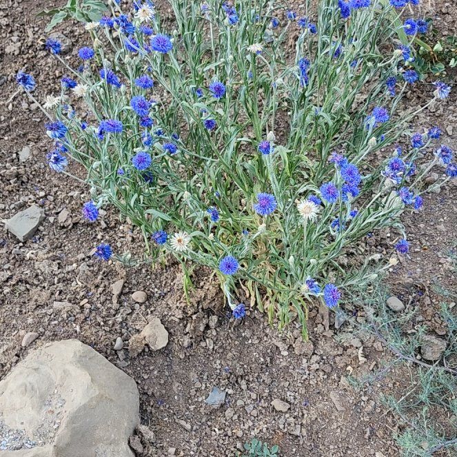 Photo of the plant species Cornflower by @LiteraryLychee5 named Planty on Greg, the plant care app