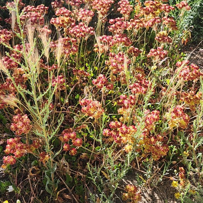 Photo of the plant species Oleander by @LiteraryLychee5 named Lola on Greg, the plant care app