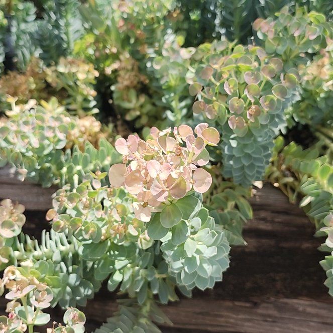 Photo of the plant species Myrtle Spurge by @LiteraryLychee5 named Tree Diddy on Greg, the plant care app