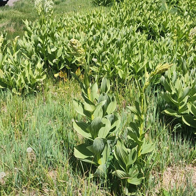 Photo of the plant species California False Hellebore by @LiteraryLychee5 named Sigmund on Greg, the plant care app
