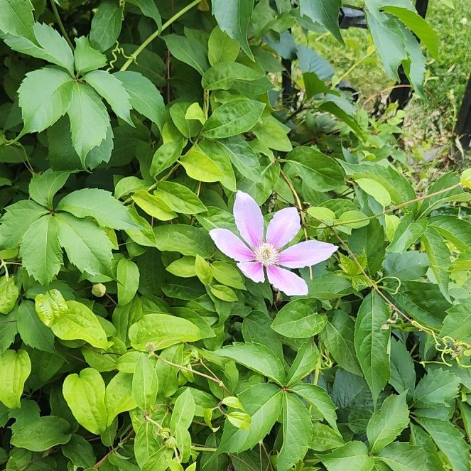 Photo of the plant species Korean Rose by @LiteraryLychee5 named Taylor Swift on Greg, the plant care app