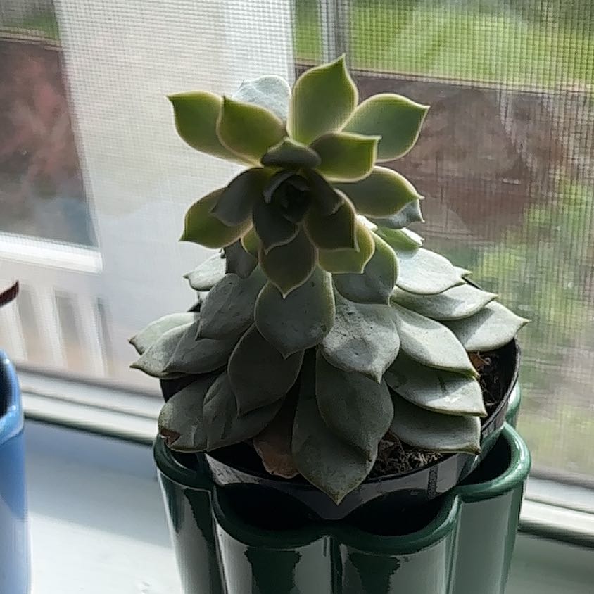 Photo of the plant species Echeveria peacockii hybrid by @OpenlyPetunia76 named Demi on Greg, the plant care app