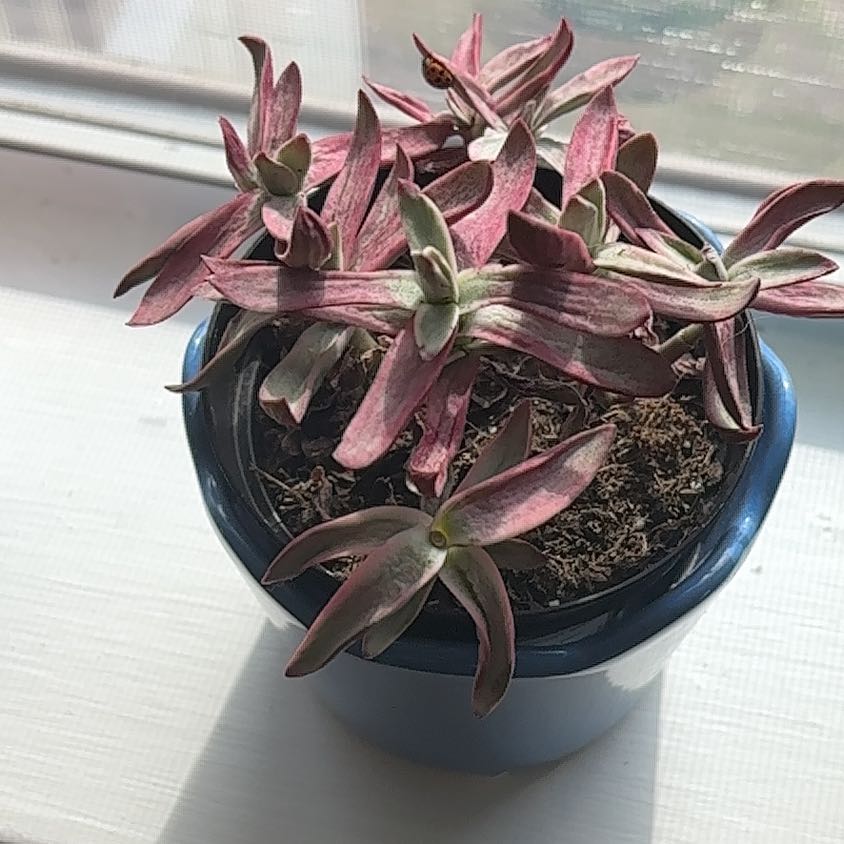 Photo of the plant species Candy Cane Crassula by @OpenlyPetunia76 named Denali on Greg, the plant care app