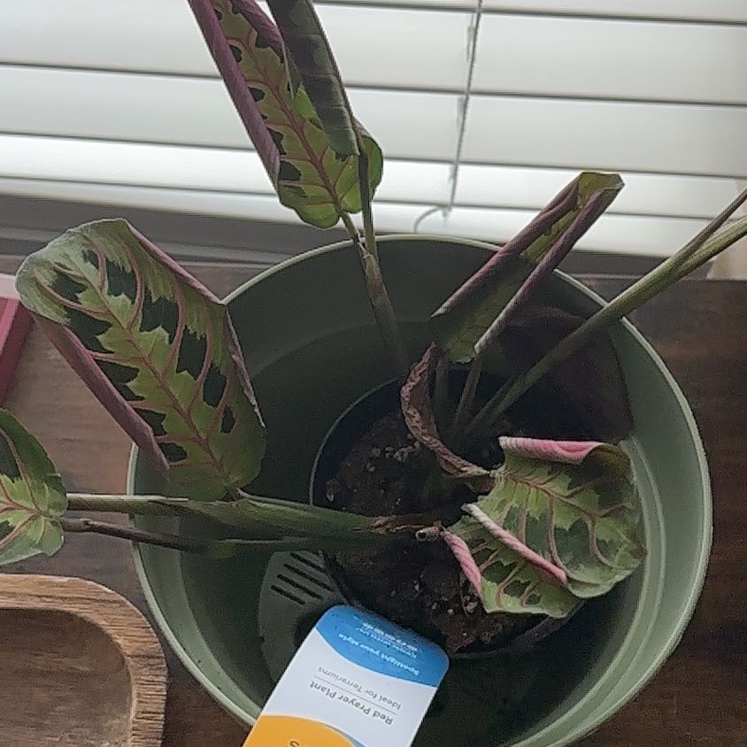 Photo of the plant species Red prayer plant by @OpenlyPetunia76 named LiloStitch on Greg, the plant care app