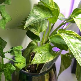 Photo of the plant species Snowy Morning Pothos by @HeirRoussea9 named Bella on Greg, the plant care app