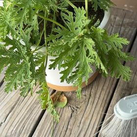 Photo of the plant species Citronella (anti-mosquito plant) by @TopMedeola40 named Mosqui on Greg, the plant care app