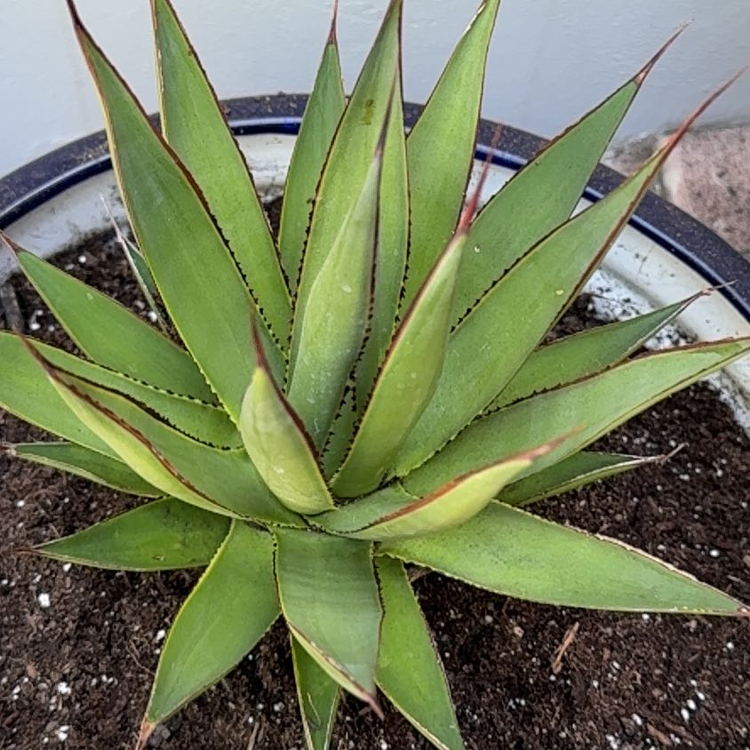 Photo of the plant species Agave Shawii by @KingpinPuka99 named Walt on Greg, the plant care app