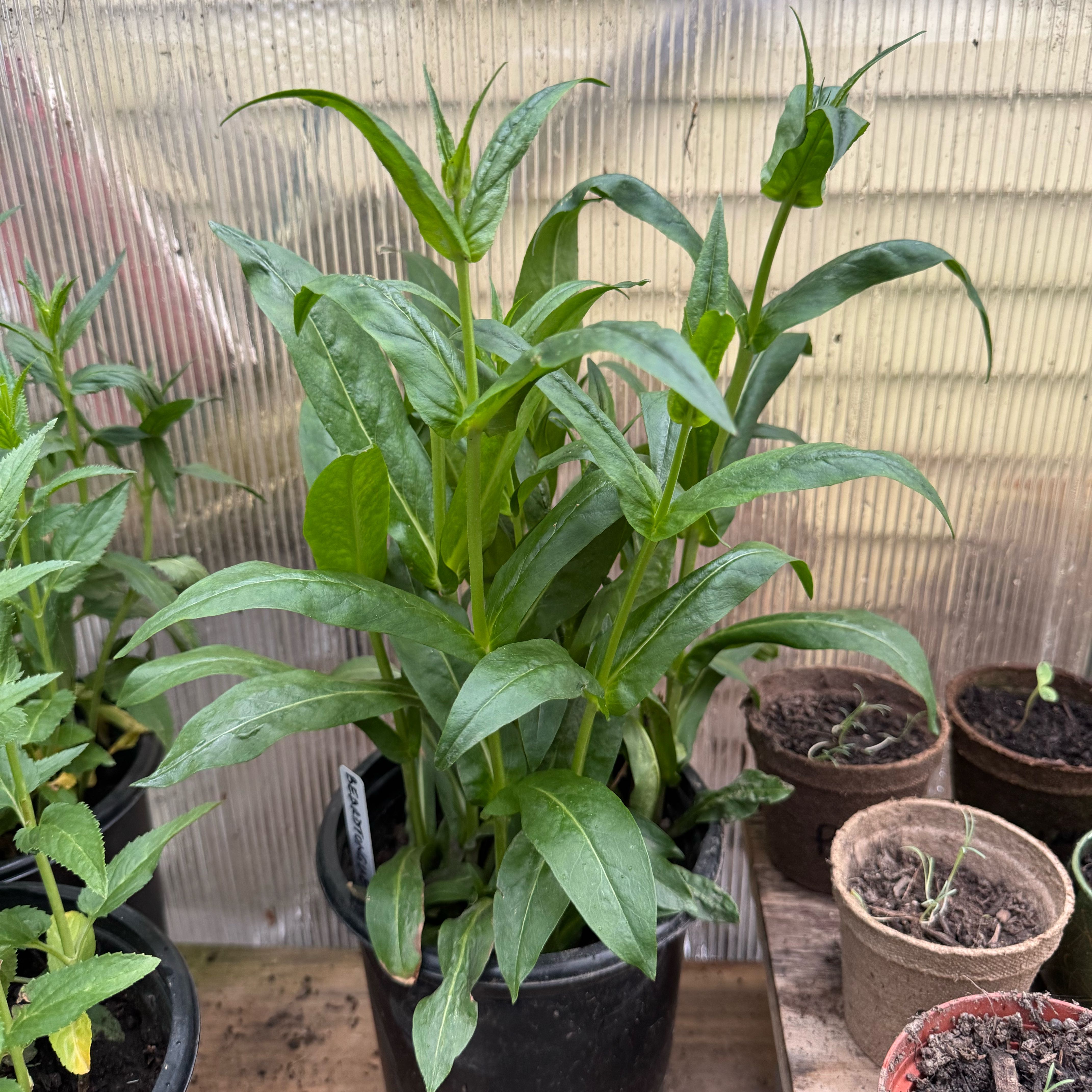 Photo of the plant species Foxglove Beardtongue by @BestDecodon0 named Fernie Mercury on Greg, the plant care app