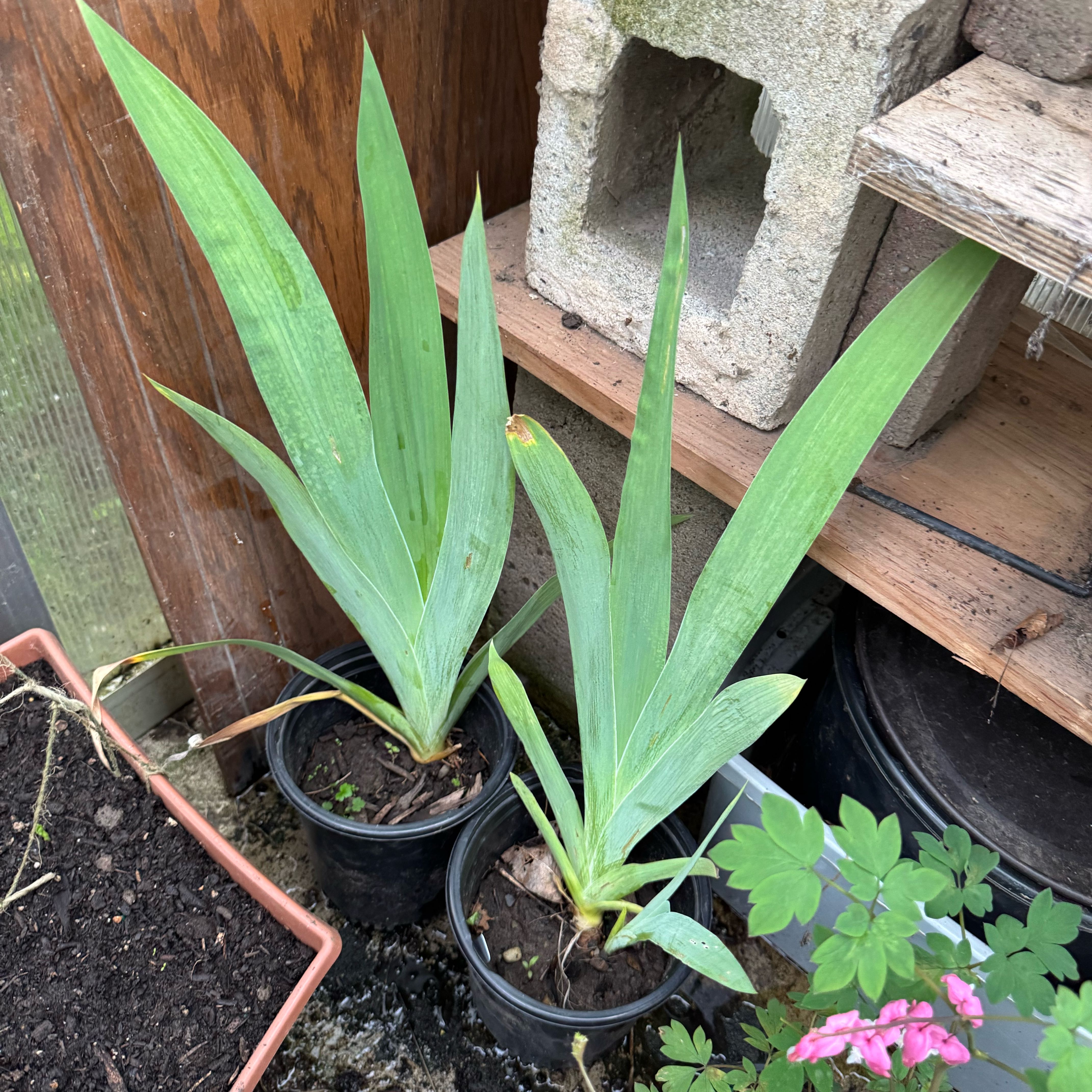 Photo of the plant species Iris 'Beverly Sills' by @BestDecodon0 named Queen on Greg, the plant care app
