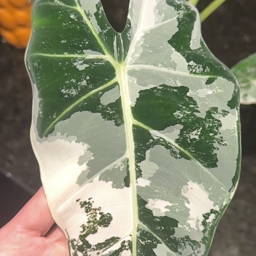 Photo of the plant species Variegated Alocasia frydek by @FieryGalingale named Messi on Greg, the plant care app
