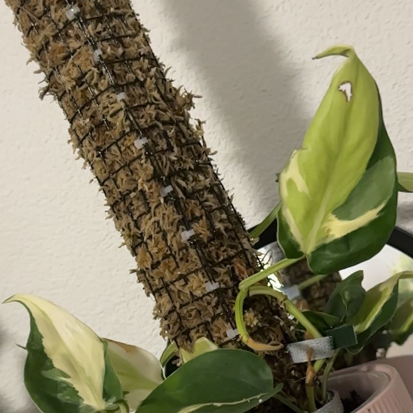 Photo of the plant species Philodendron 'Rio' by @FieryGalingale named Rio on Greg, the plant care app