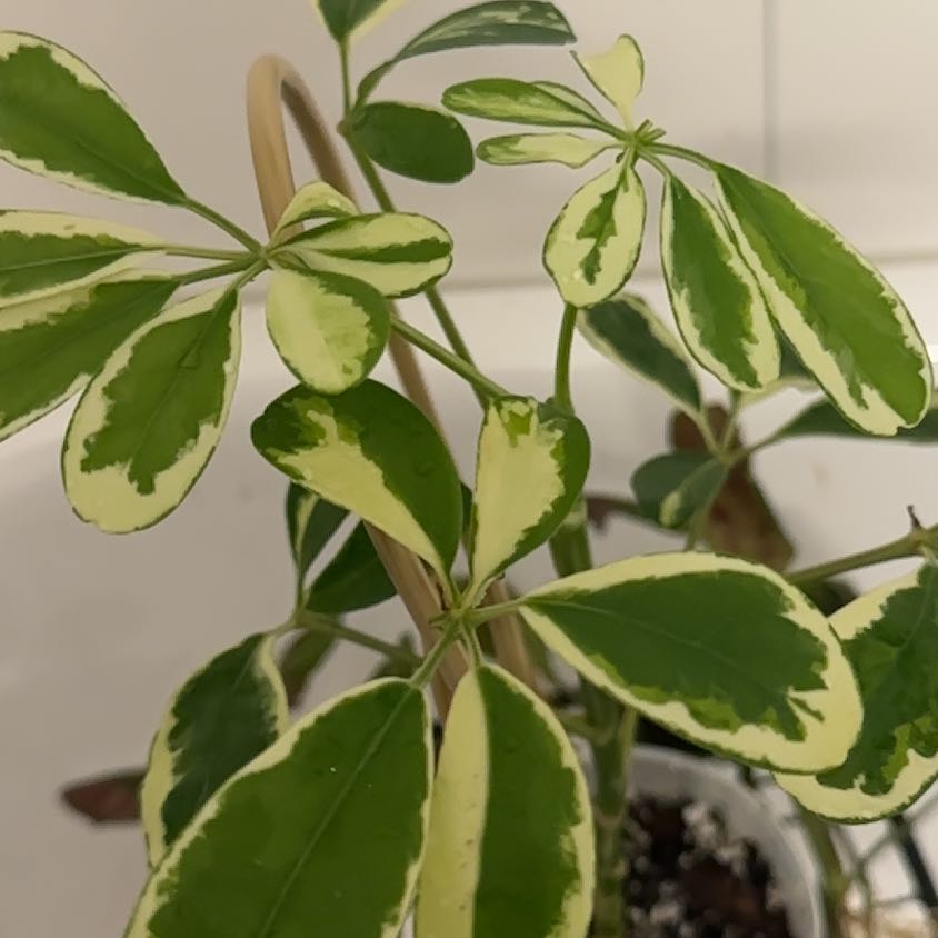 Photo of the plant species Varigated Dwarf Umbrella Tree by @FieryGalingale named Diana on Greg, the plant care app