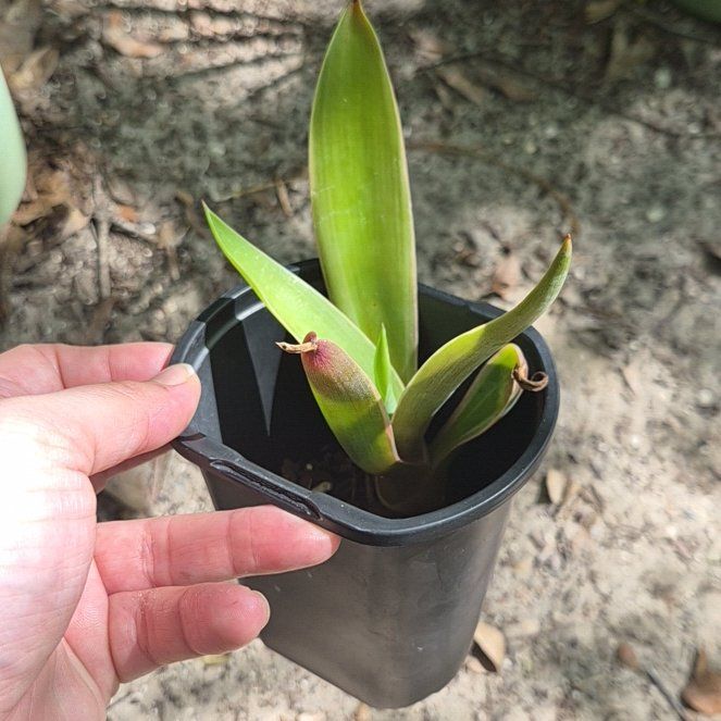 Photo of the plant species Smooth Agave by @IdealChosmo37 named Mochi on Greg, the plant care app