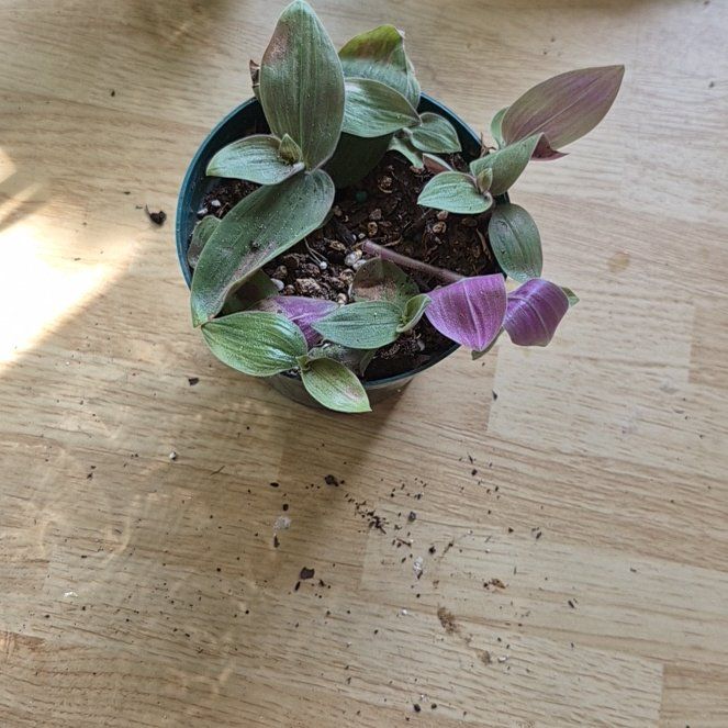 Photo of the plant species Baby Bunny Bellies by @IdealChosmo37 named Gregarious on Greg, the plant care app