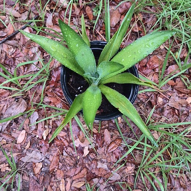 Photo of the plant species False Aloe by @IdealChosmo37 named Messi on Greg, the plant care app