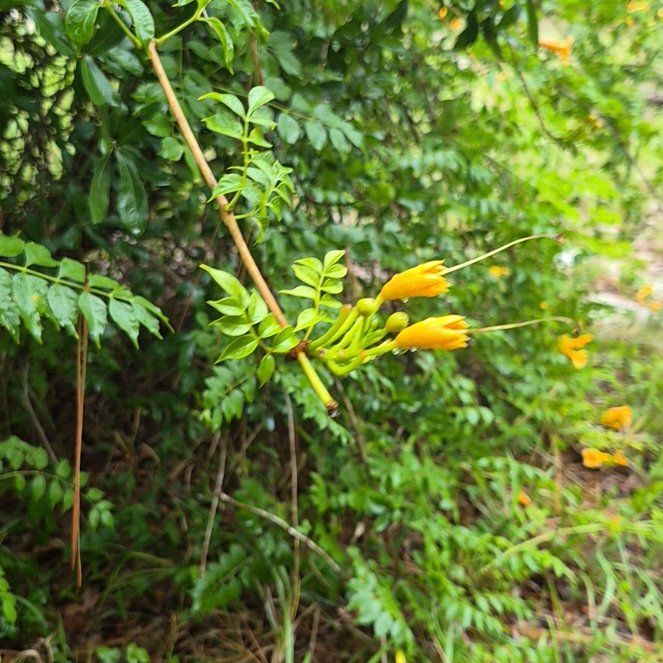 Photo of the plant species Trumpet Creeper by @IdealChosmo37 named Beckham on Greg, the plant care app