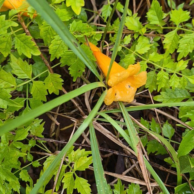 Photo of the plant species Trumpet Creeper by @IdealChosmo37 named Achilles on Greg, the plant care app