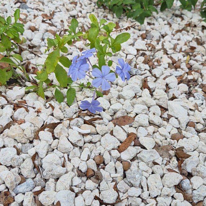 Photo of the plant species Blue Plumbago by @IdealChosmo37 named X.Duke on Greg, the plant care app