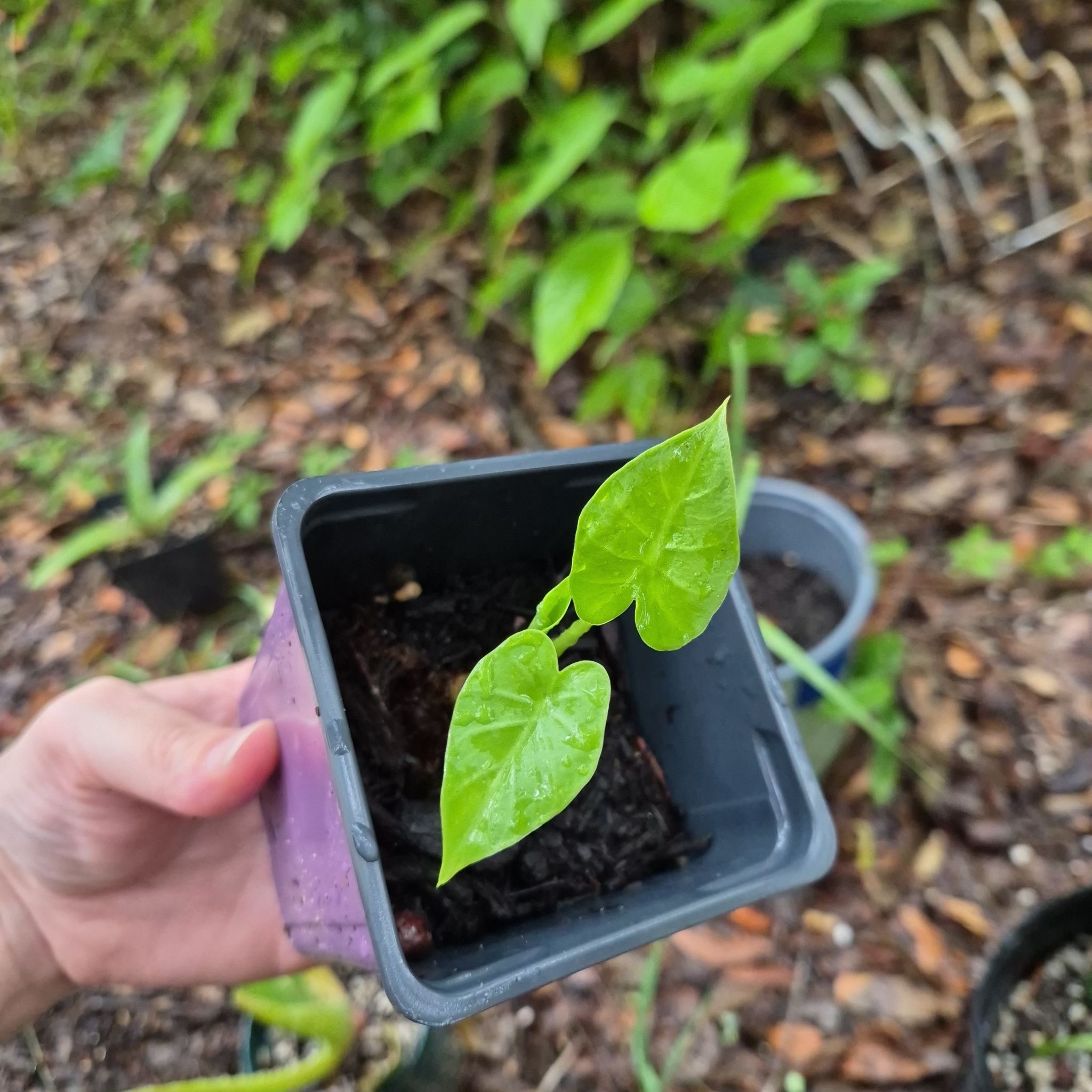 Photo of the plant species Dwarf Elephant Ear by @IdealChosmo37 named Rihanna on Greg, the plant care app