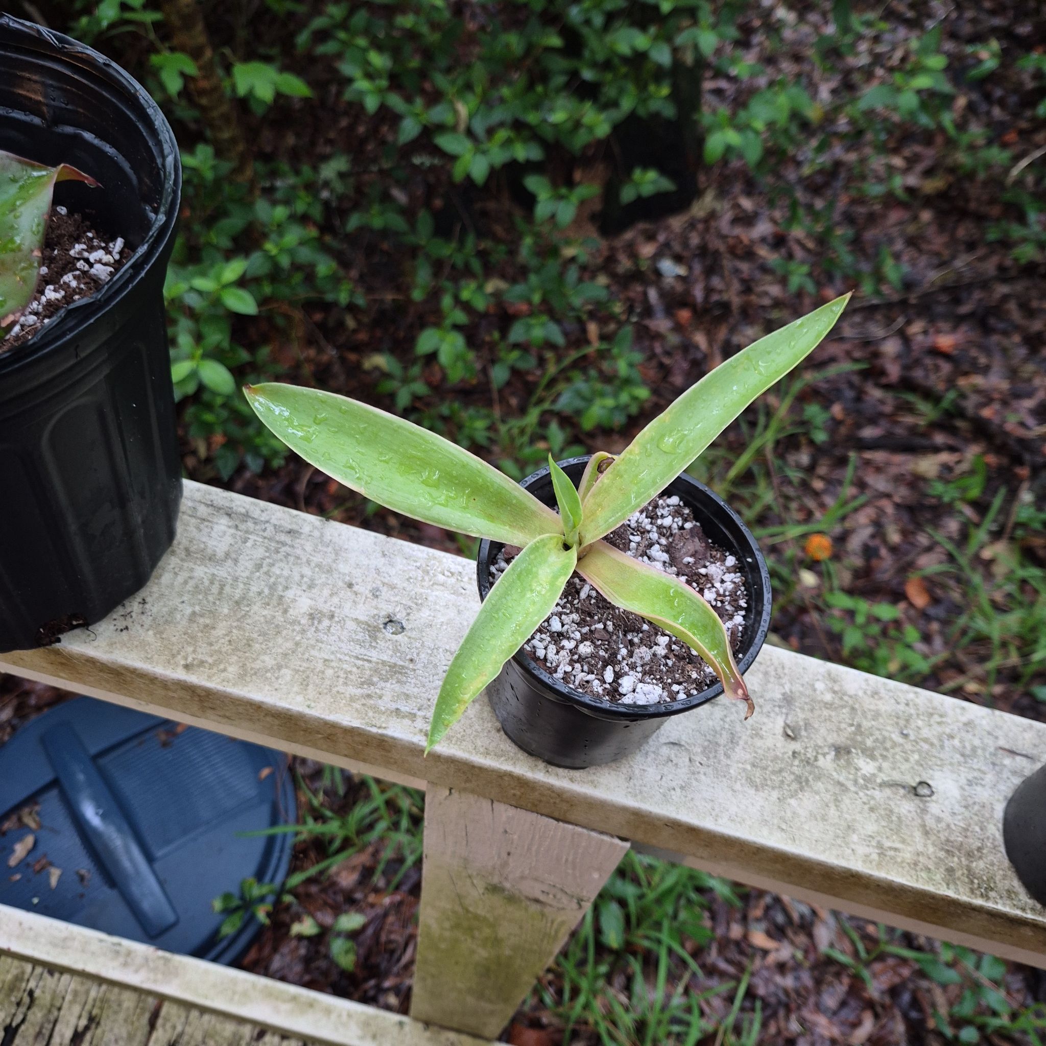 Photo of the plant species Smooth Agave by @IdealChosmo37 named Mochi on Greg, the plant care app
