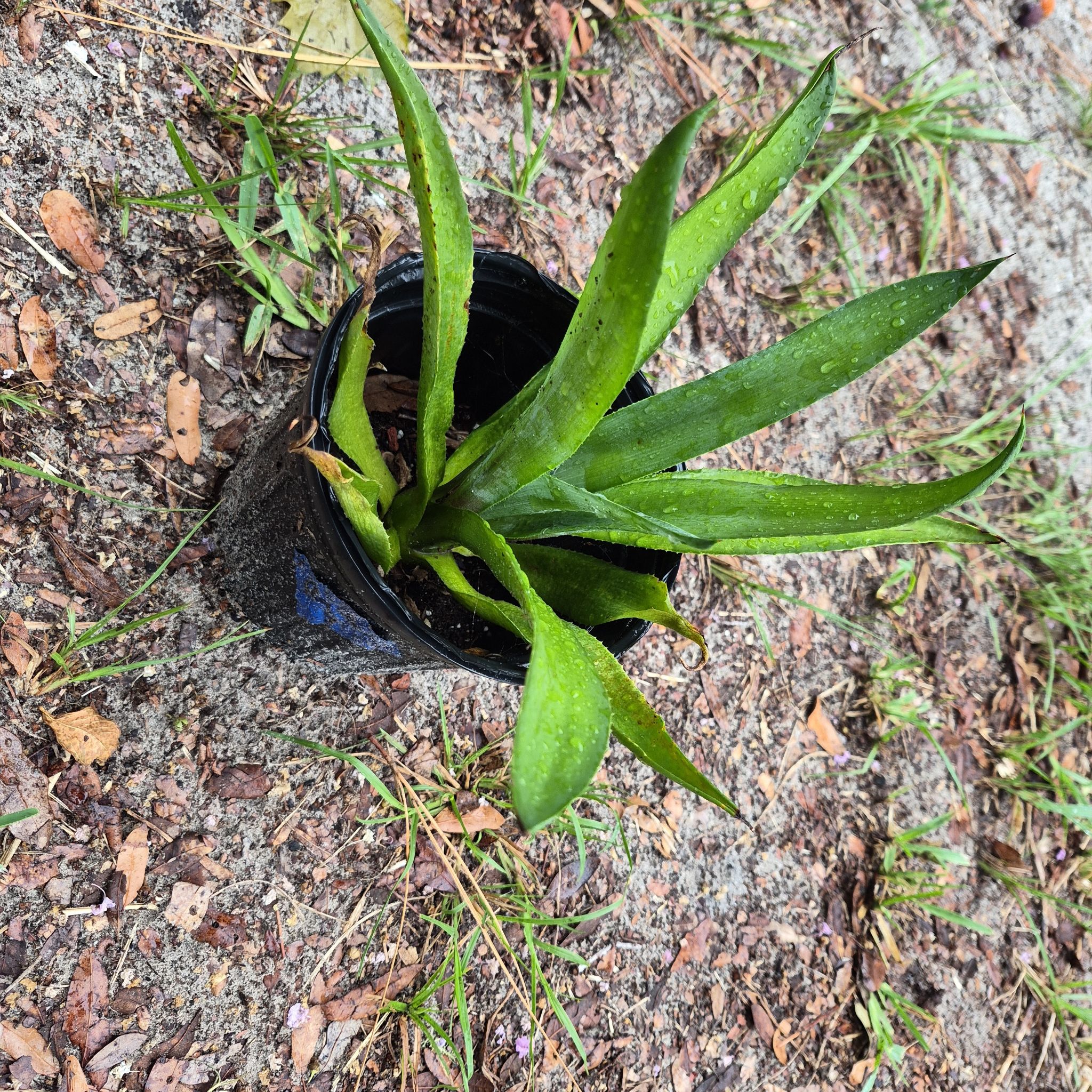 Photo of the plant species Agave Virginica by @IdealChosmo37 named Messi on Greg, the plant care app
