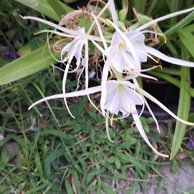 Photo of the plant species Beach Spiderlily by @DisarmingTaro60 named Aria on Greg, the plant care app