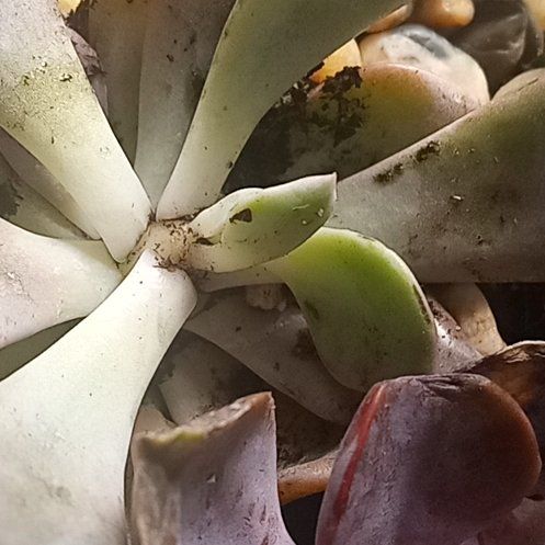 Photo of the plant species Andromischus Triflorus by @FunKohleria18 named Clearney on Greg, the plant care app