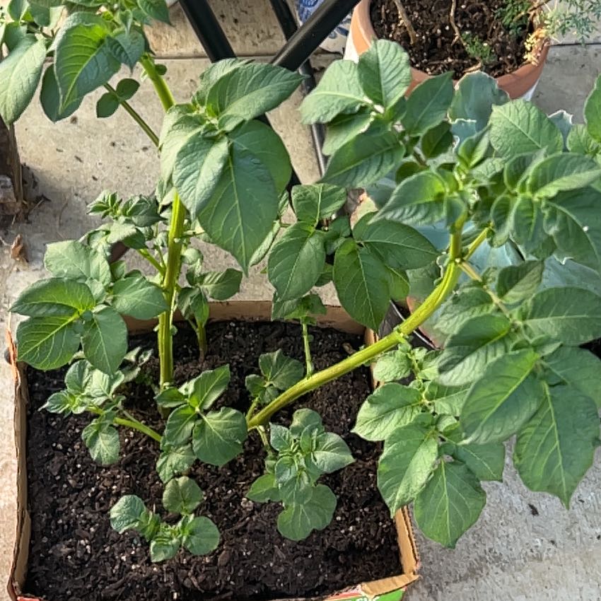Photo of the plant species Potato by @PoshDecodon40 named Duke on Greg, the plant care app